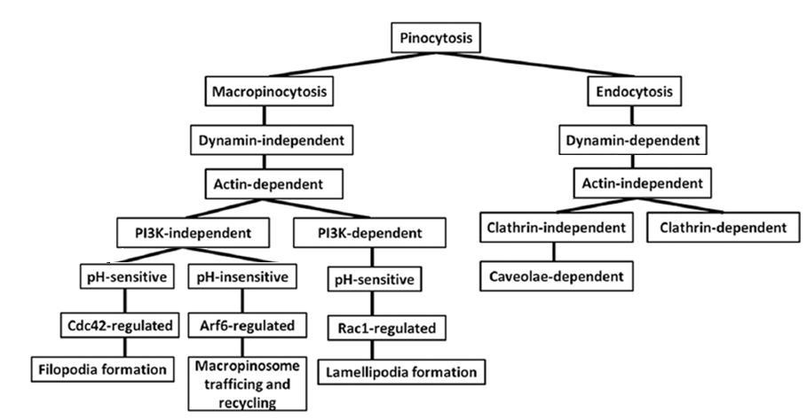 <b>Scheme 1:</b> Scheme for the pinocytosis pathways which were evaluated.