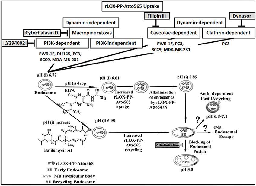 <b>Scheme 2:</b> Schematic representation of different intracellular uptake pathways of rLOX-PP-Atto565.<br />
       In scheme, postulated mechanisms of rLOX-PP-Atto565 uptake were depicted and the cell lines used a particular uptake mechanism listed. They include actin-and PI(3)K-dependent macropinocytosis, dynamin-clathrin-dependent endocytosis and dynamin-caveolae-dependent endocytosis. The effect of pH change by EIPA, bafilomycin A1 and rLOX-PP-Atto647N itself on subsequent rLOX-PP-Atto647N trafficking was shown<i>.</i>