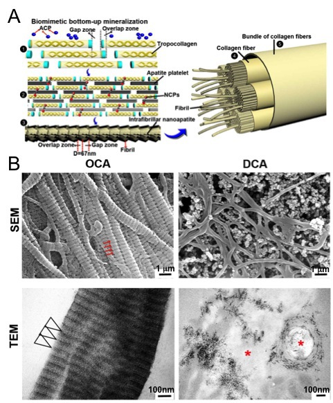 (<b>A</b>) Schematic elucidating the OCA assembly process; (<b>B</b>) Representative SEM and TEM images from the OCA and DCA.