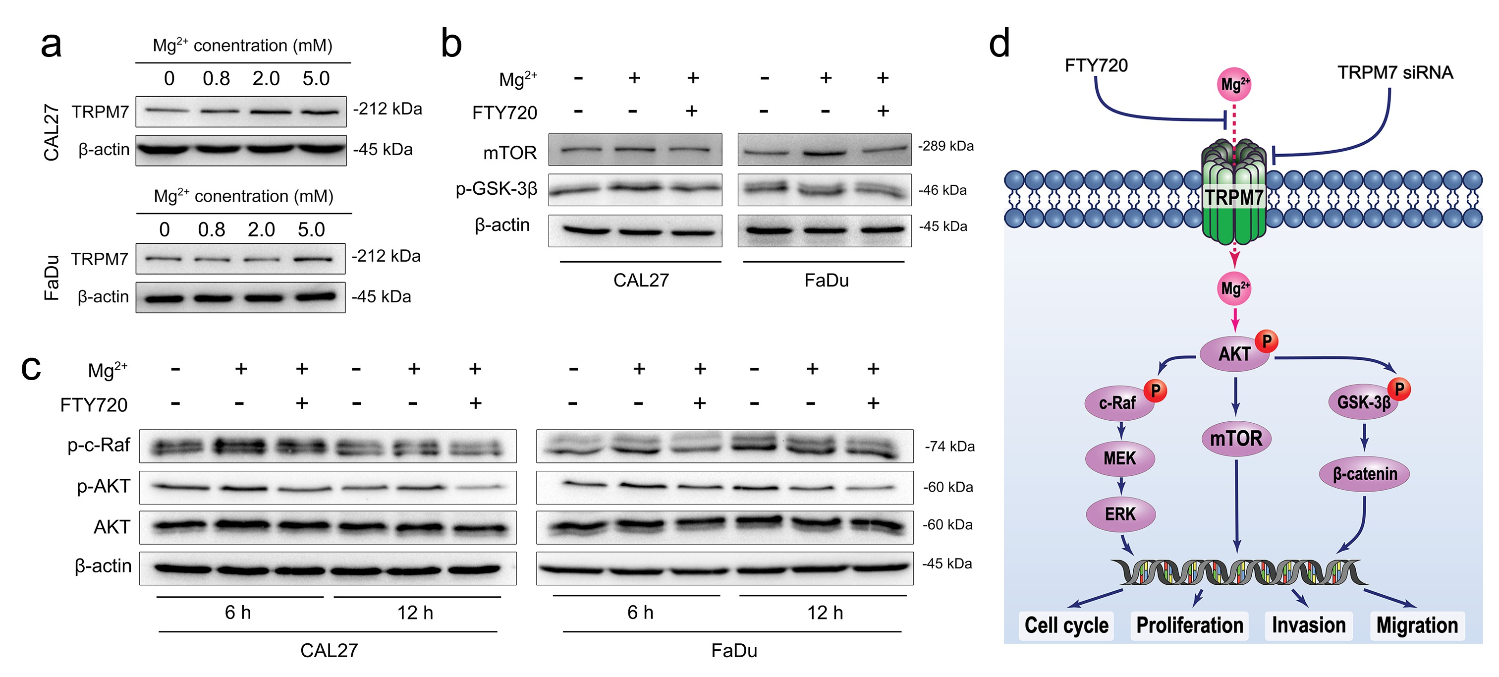 Figure 3. Extracellular magnesium contributes to the expression of TRPM7 (a) and mTOR (b), as well as the phosphorylation of GSK-3β (b). The phosphorylation of c-Raf and AKT was significantly increased upon the addition magnesium, while inhibited by the TRPM7 blocker (c). Schematic showing the activation of AKT-mTOR signaling through TRPM7 channel (d).<br />