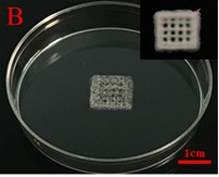 nHA/CoL 3D printing scaffold