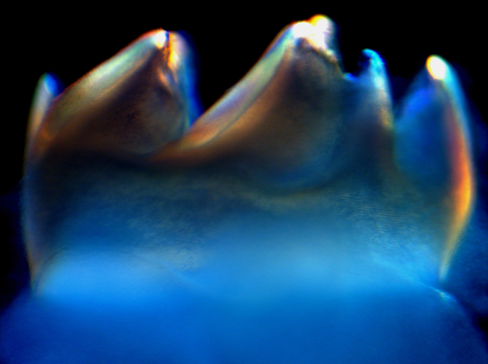 Birefringent enamel matrix of an eight day postnatal mouse molar. The birefringence is indicative of the highly polarized nature of the enamel matrix, due to orderly protein mediated assembly of enamel mineral ions. The present study documents the incremental changes in mineral and protein composition and conformation that result in orderly enamel organization during the course of postnatal enamel development.