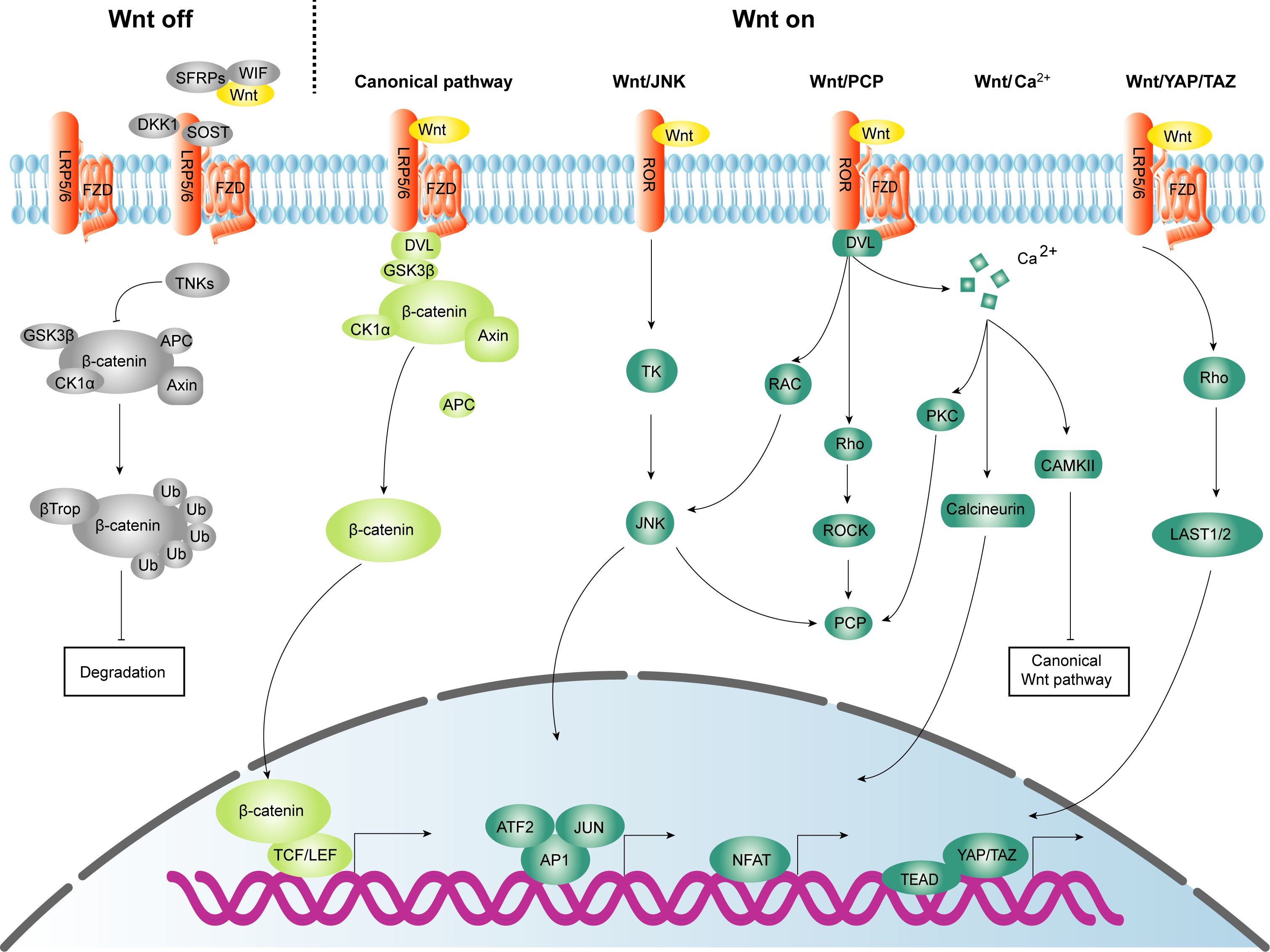 Figure 1. Canonical and non-canonical Wnt signaling pathway.