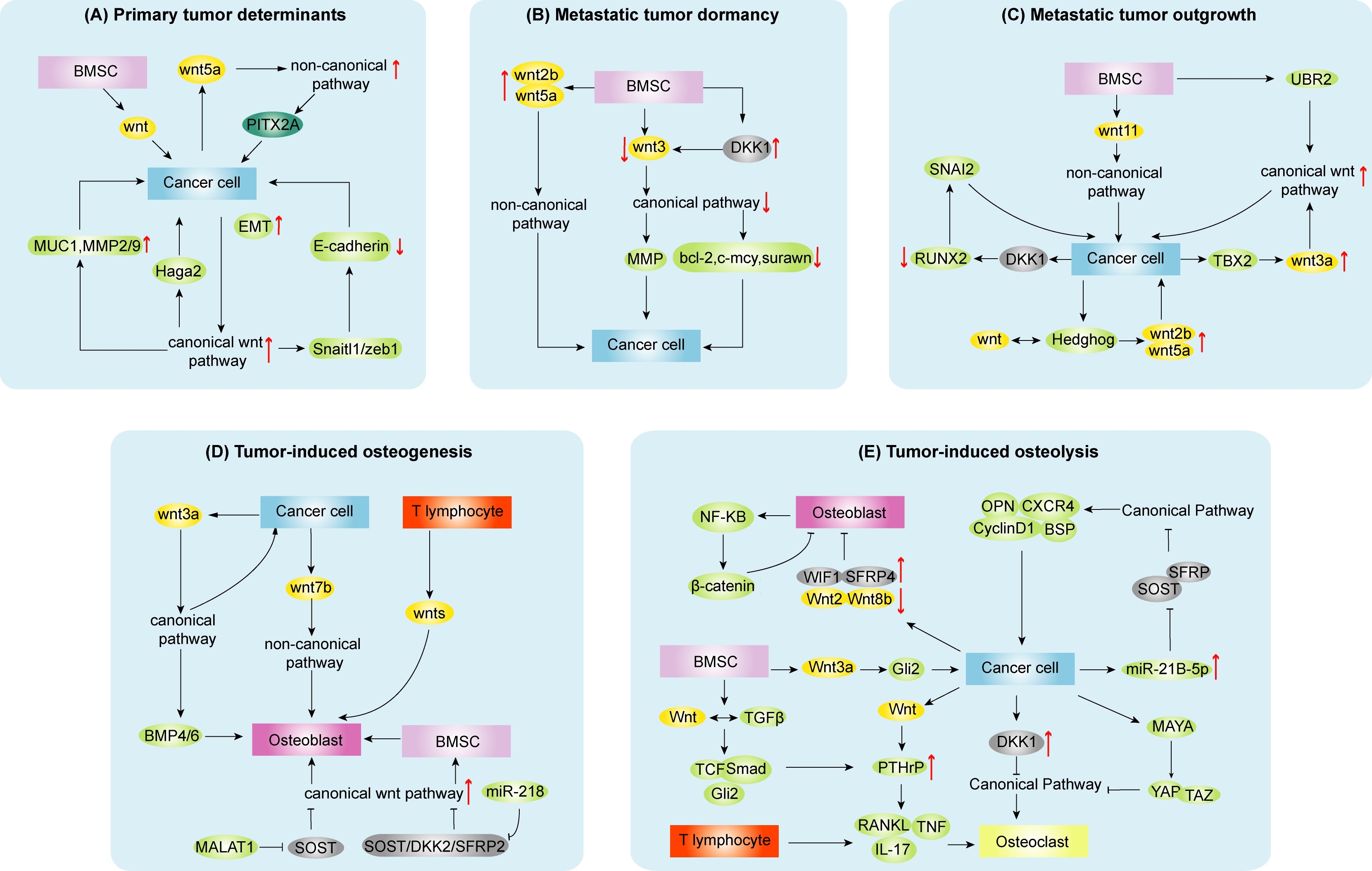 Figure 3. Involvement of Wnt signaling in bone metastasis.