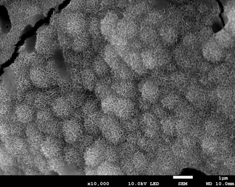 SEM image of apatite-like crystals on alkali treated porous titanium