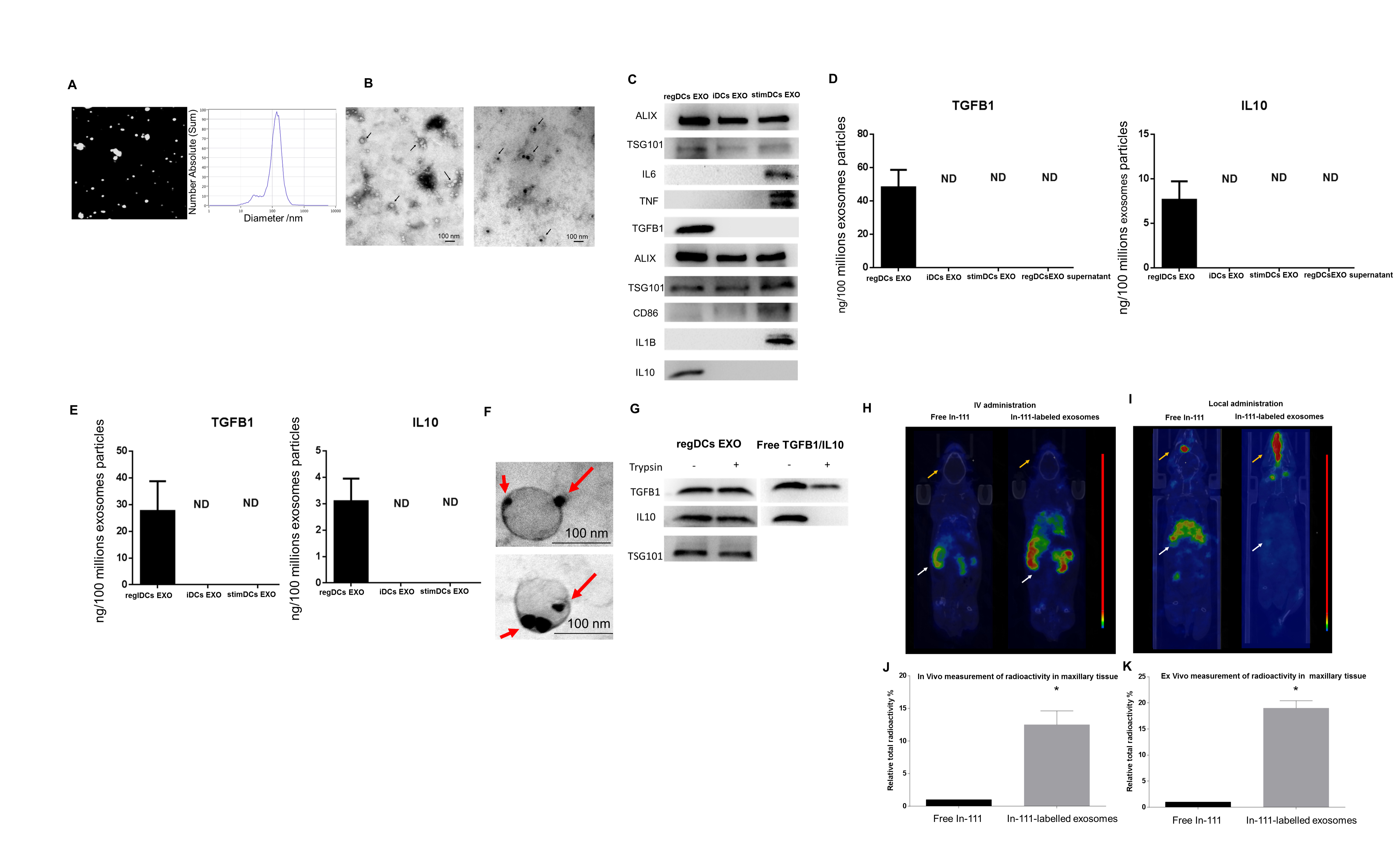 RegDCs EXO protect encapsulated immunoregulatory cargo (TGFB1/IL10) from proteolytic degradation and showed higher affinity for inflamed periodontal tissue. (A) NTA to determine EXO number and size. (B) Immuno-gold TEM to detect EXO marker CD63, showing unstained (left) and positive staining (right). (C) WB to detect other EXO-associated proteins including TSG101/ ALIX and cytokines. (D) TGFB1/ IL10 content of lysed EXO and (E) non-lysed EXO by ELISA. (F) Immuno-gold TEM to detect luminal and transmembrane TGFB1/IL10 in regDCs EXO (arrows). (G) RegDCs EXO (left) or equivalent concentration of free TGFB1 / IL10 (right) were treated with protease and analyzed by WB for TGFB1/IL10 levels. (H) Whole live animal In vivo imaging of free In-111 (left) or In-111-labelled exosomes (right) in mice after 24 h of IV administration or (I) local injection in maxilla. (J) Radioactivity in maxilla, determined by SPECT and (K) in post-mortem isolated maxilla. Yellow arrows: maxilla, white: other non-oral sites.