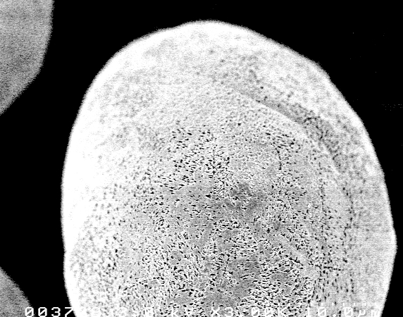 Ti powder particle (HA)