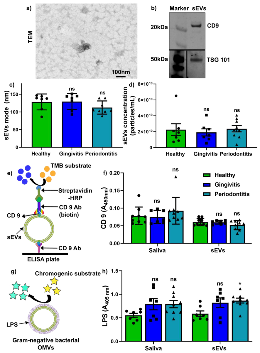 Figure 1. A representative TEM image (a), WB (b), NTA (c, d) and ELISA (e, f) of isolated salivary small extracellular vesicles (sEVs). p values were calculated vs. healthy groups. *: p < 0.05.