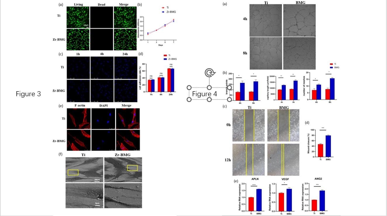 Figure 3 Biocompatibility Assessment of the Zr-BMG<br />
Figure 4 Angiogenic Properties Assessment of Zr-BMG