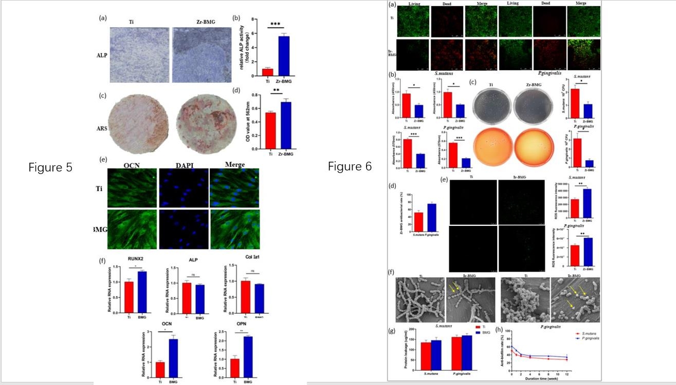 Figure 5 Osteogenic Ability Assessment of Zr-BMG<br />
Figure 6 Antibacterial Abiity Assessment of Zr-BMG