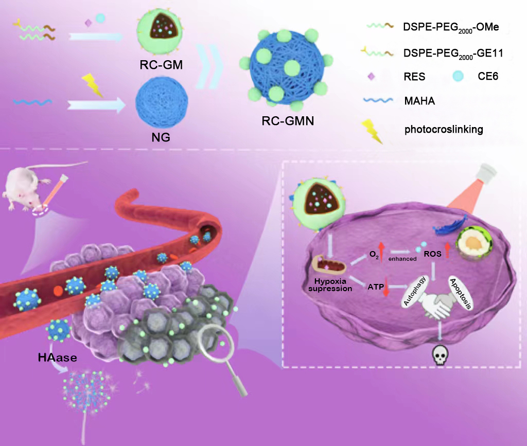 Schematic diagram of synthesis and preparation process of RC-GMN and mechanism of enhancing PDT by mitigating tumor hypoxia for the treatment of OSCC.