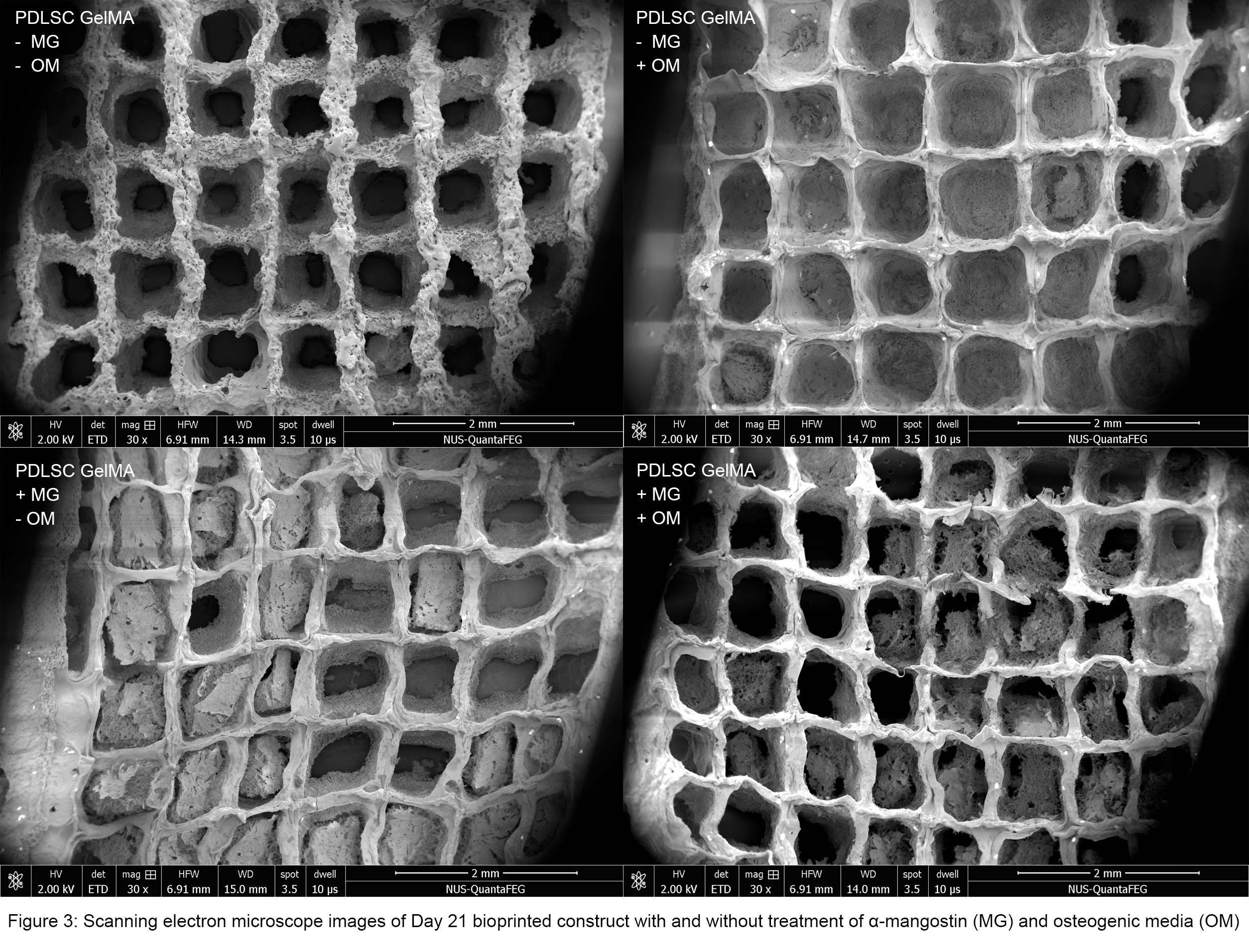 Scanning electron microscope images of Day 21 PDLSC in GelMA construct