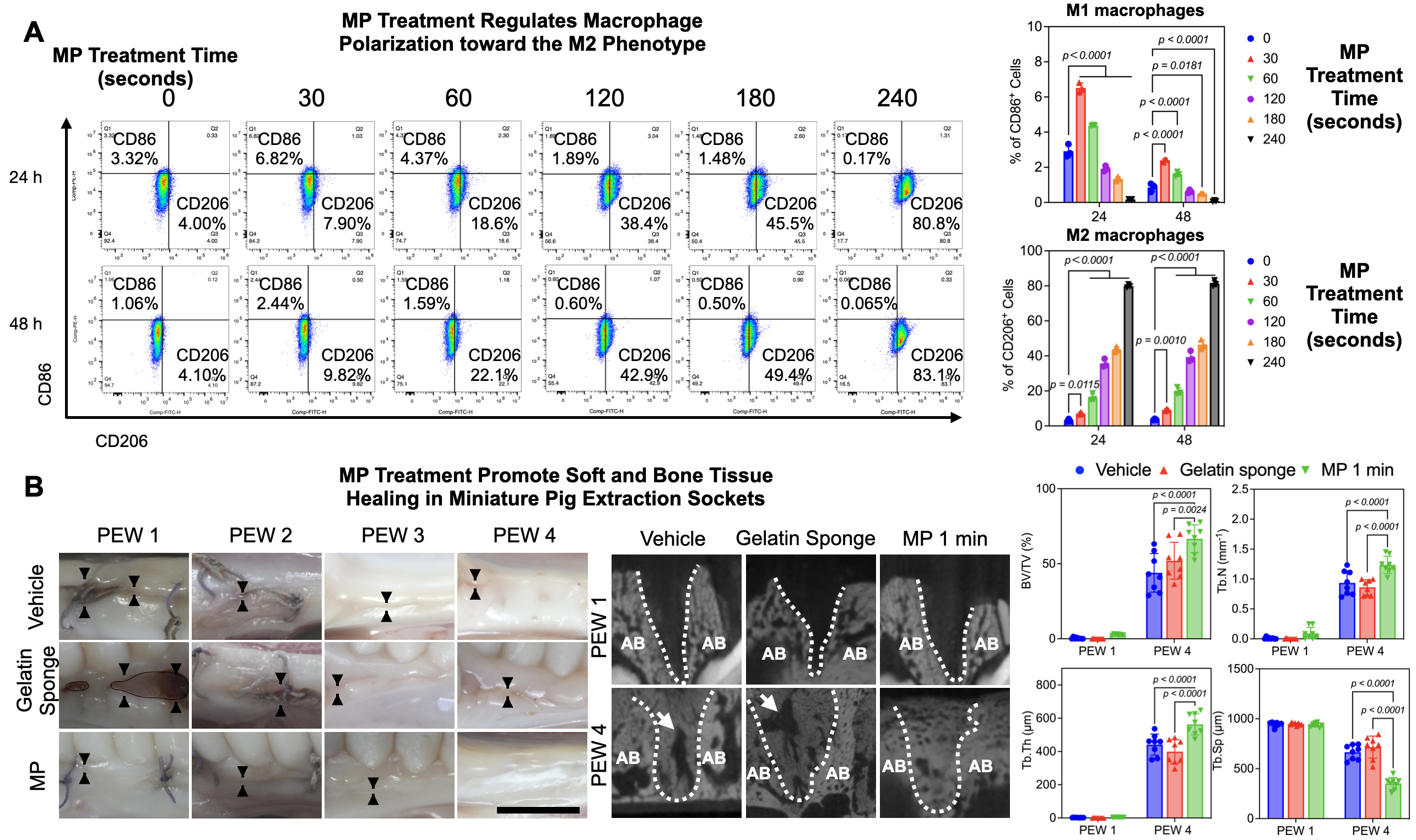Figure 2. MP Treatment Regulates Macrophage Polarization and Promotes Soft and Bone Tissue Healing in Minipig Extraction Sockets. (A) Flow cytometry analysis of macrophage polarization and quantification results. (n = 3). (B) Soft and bone tissue healing and Micro-CT quantification results in minipig extraction sockets. (n = 8).