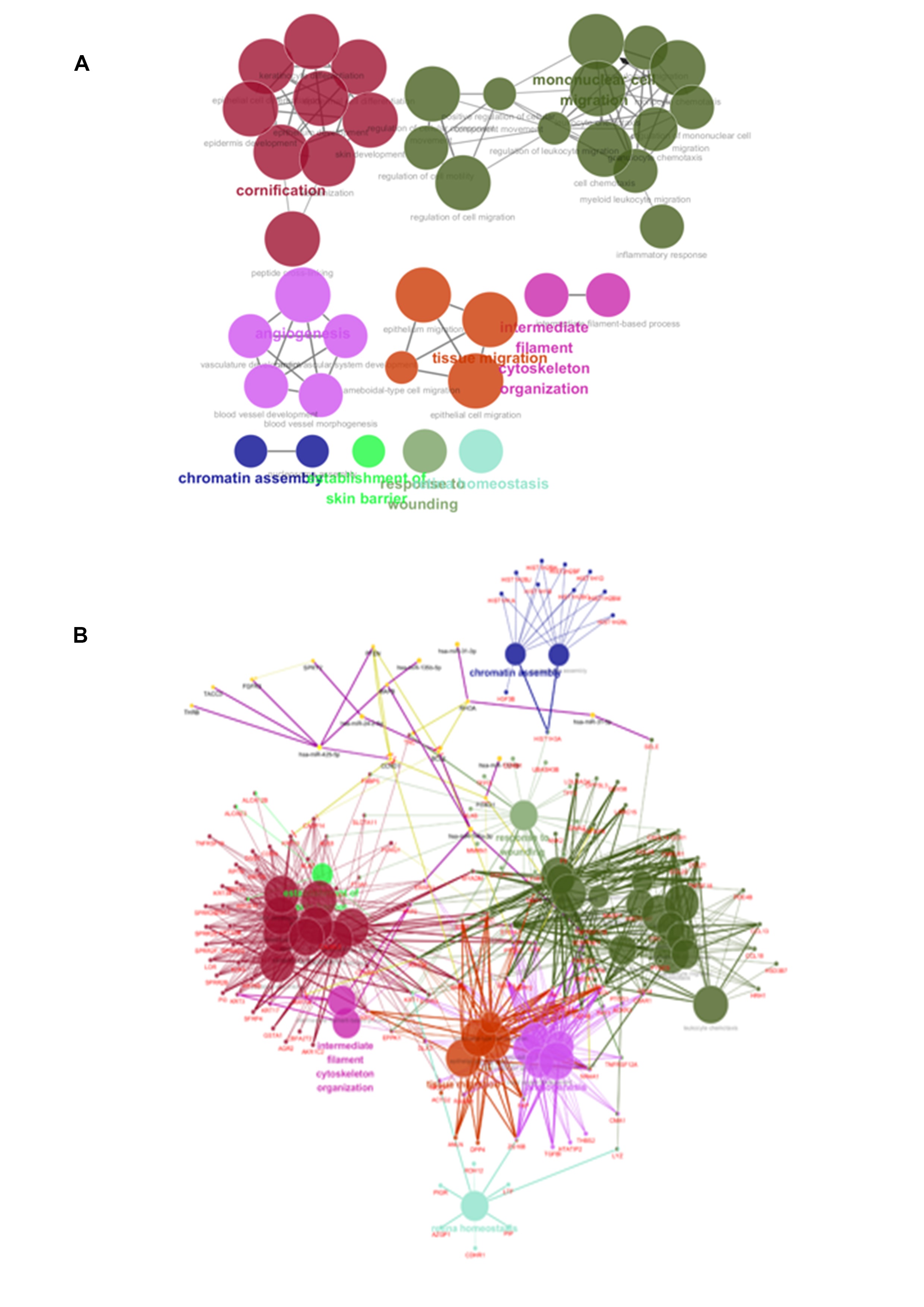 FIG.3 (A)GO analysis and (B)RNA interactions analysis in white sponge nevus.