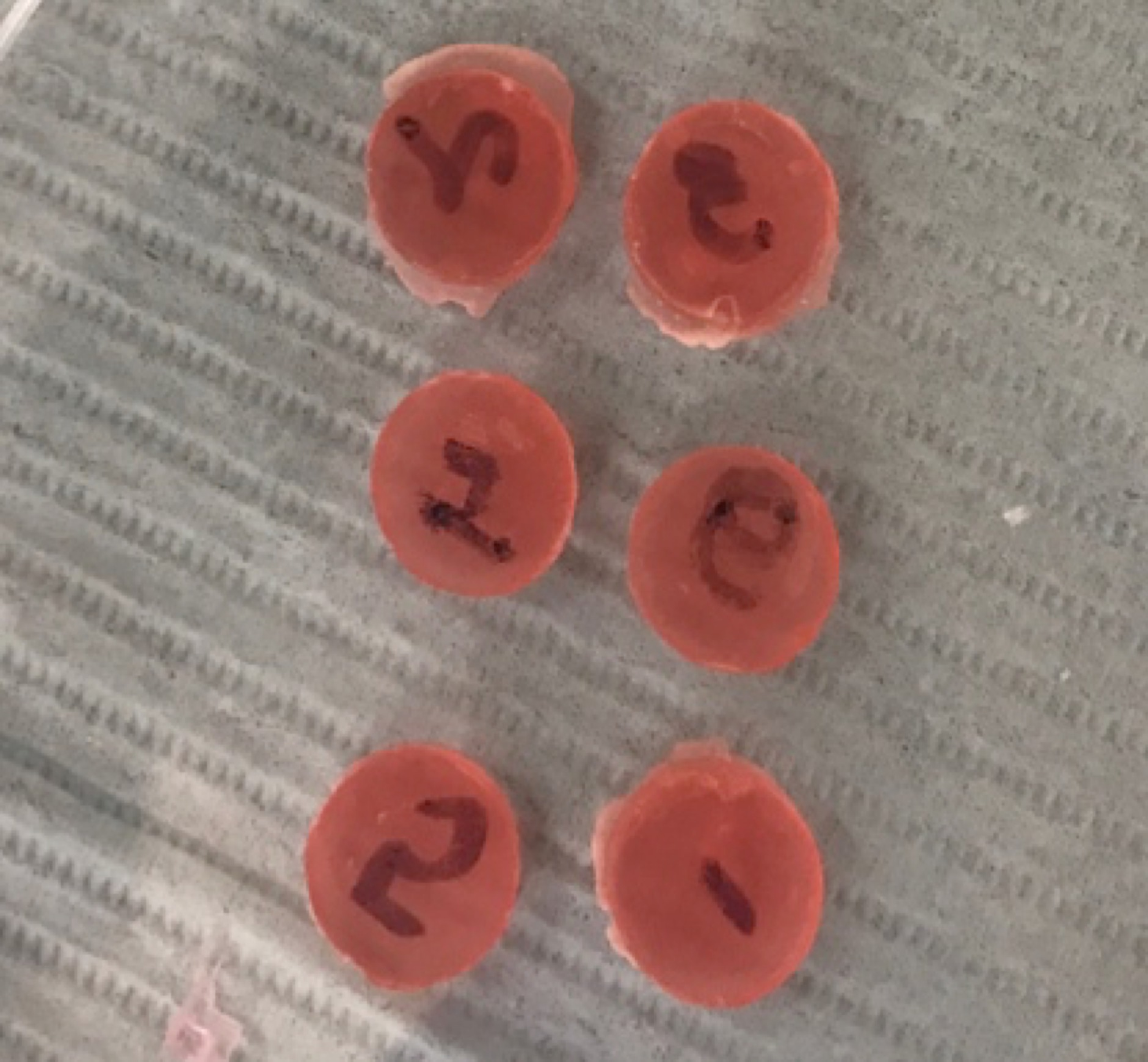 12 acrylic discs were prepared per group (0%, 5%, 10%, 15%, 20% and 25% Gantrez) for hardness and antimicrobial tests.