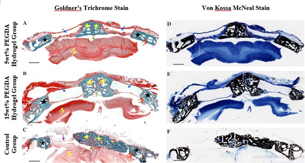 Figures show general cross section view of the rabbit cranium frontal plane harvested six weeks post-surgery. The scale bar is 3 mm.