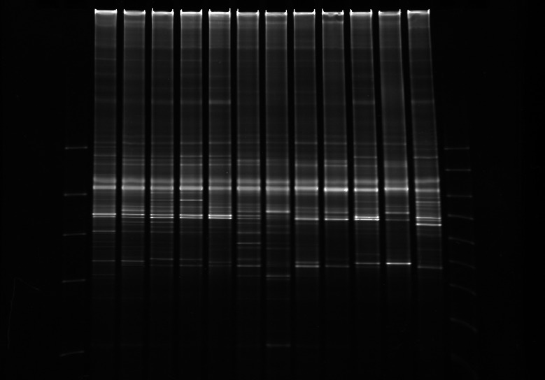 This gel shows the 1st DGGE fingerprint. Lanes 1 and 14 contain markers. Lanes 2-5 represent the nonsmoking cohort. Lanes 6-9 represent the cigarette smoking cohort. Lanes 10-13 represent the electronic cigarette cohort.