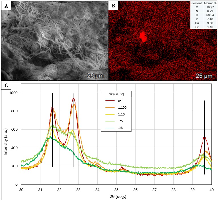 Figure 1 — (a) SEM micrograph of mineralized collagen fibrils. (b) Sr EDS map of collagen mineralized in a 1:10 Sr:(Ca+Sr) solution. (c) XRD diffraction patterns of collagen mineralized in solutions with increasing Sr<sup>2+</sup> content.<br />