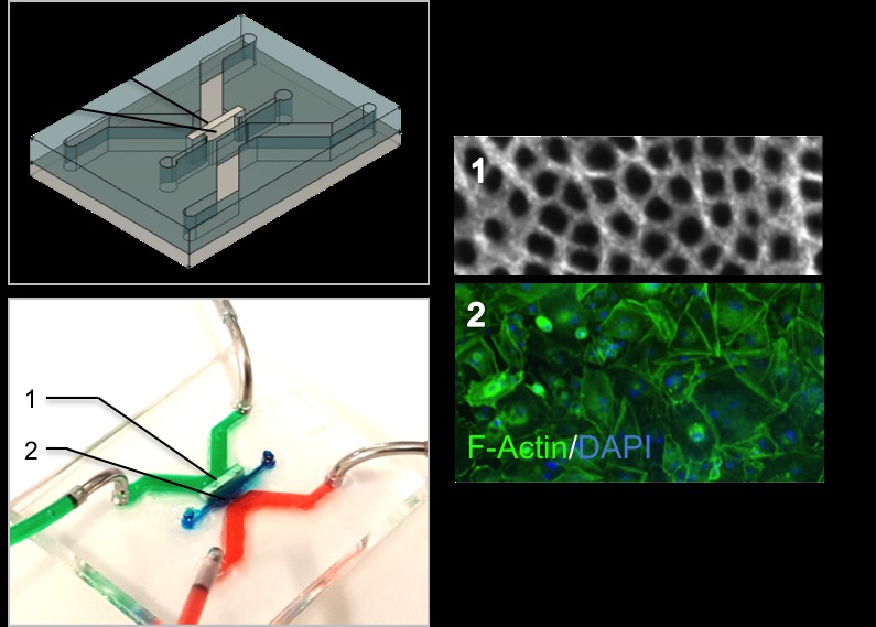 Pulp dentin complex on-a-chip