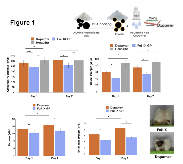 Schematic illustration of preparation of DOPAMER. The compressive and flexural strength of DOPAMER, FUJI IX and Herculite. The hardness of DOPAMER and FUJI IX. The shear bond strength and representative images of the interface after test of DOPAMER, FUJI IX and Herculite.
