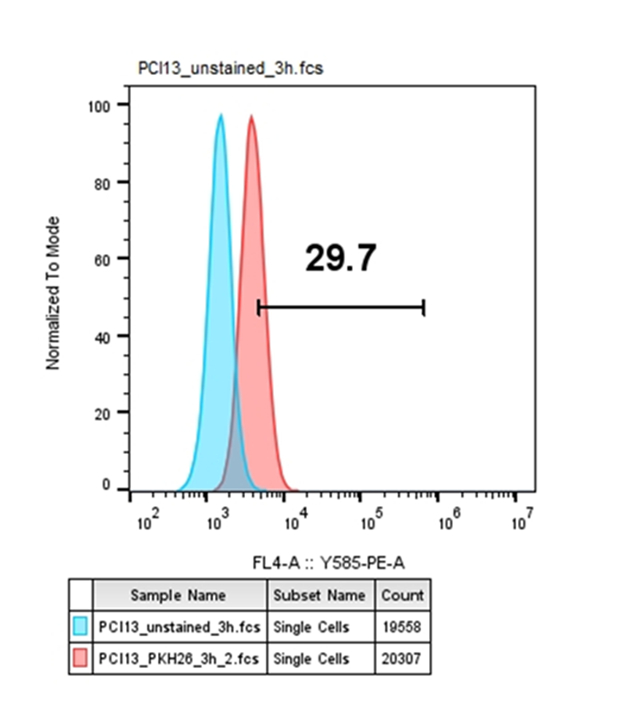 stained HPV<sup>+ </sup>EVs uptake by PCI-13 cells after 3h of coincubation