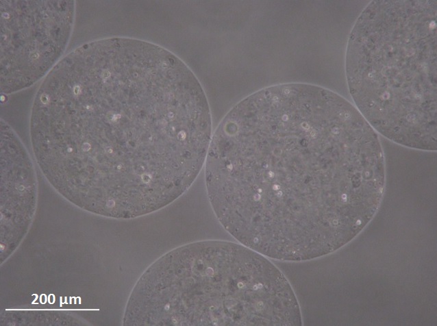 Alginate microcapsules containing GFP DPSC produced with a customized microfluidic device