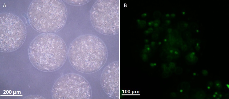 A. GFP DPSC in alginate microcapsules died with Trypan Blue. Blue dots show dead cells and bright dots correspond to live cells<br />
B. GFP DPSC fluorescing within the alginate beads