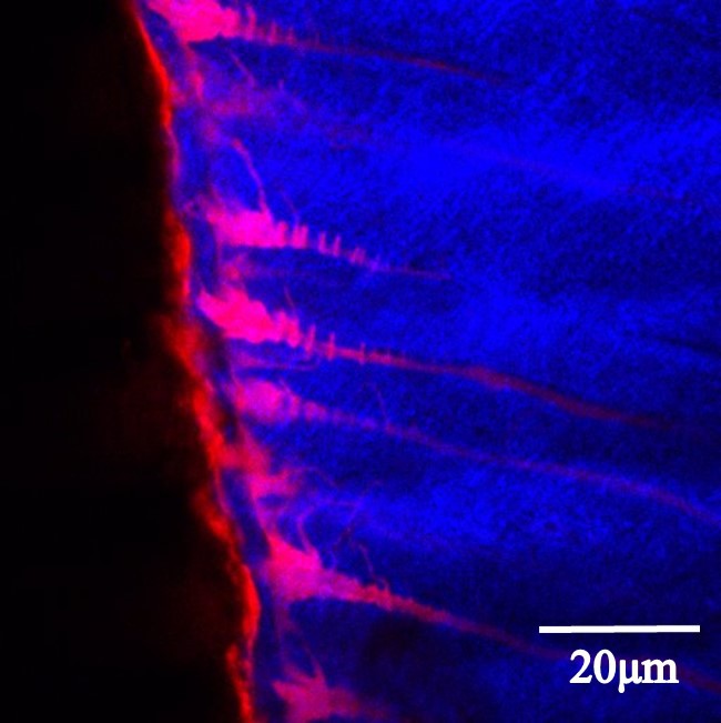 Figure: Overlay 2- photon composite image of dentinal collagen (blue) and nanogels (red) within an adhesive/ dentine interface 3h after adhesive creation.